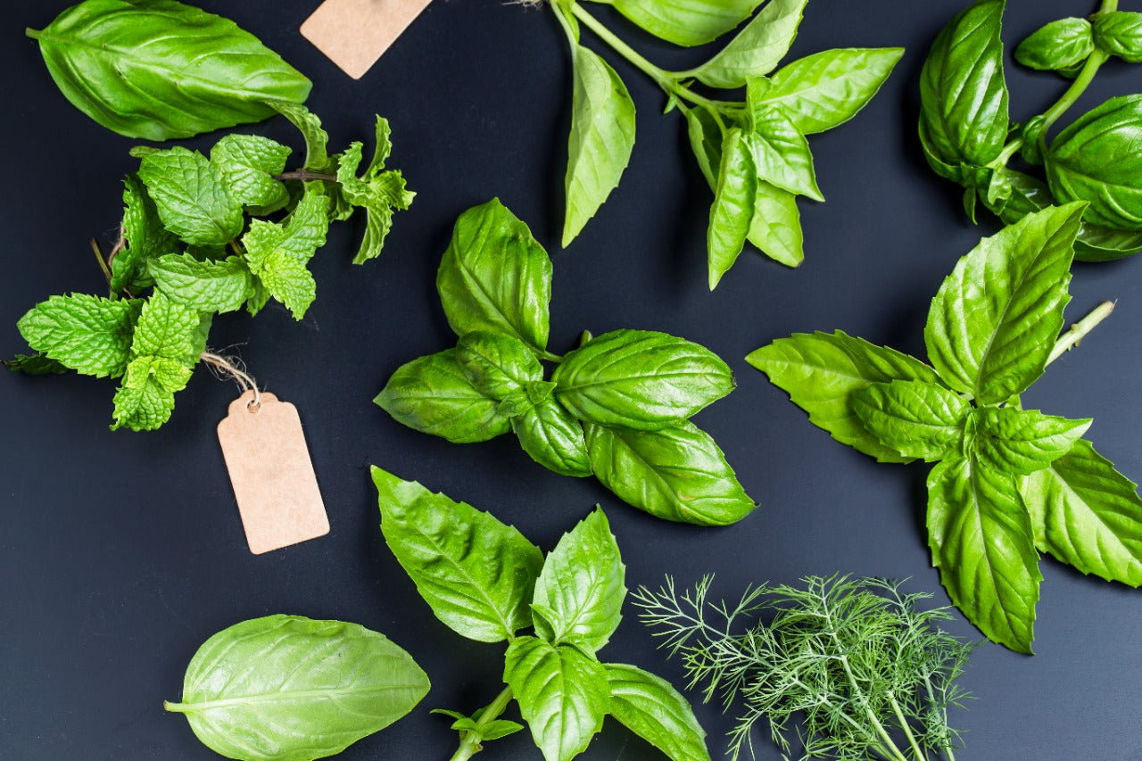 Unlocking the Power of Basil Leaves Health Benefits Uses mars