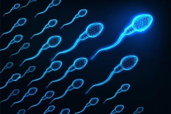 How To Increase Sperm Count And Volume? | sperm | performance | boost sperm count