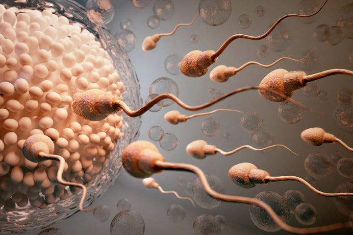 How Much Sperm Is Produced Daily 720x ?v=1660753851
