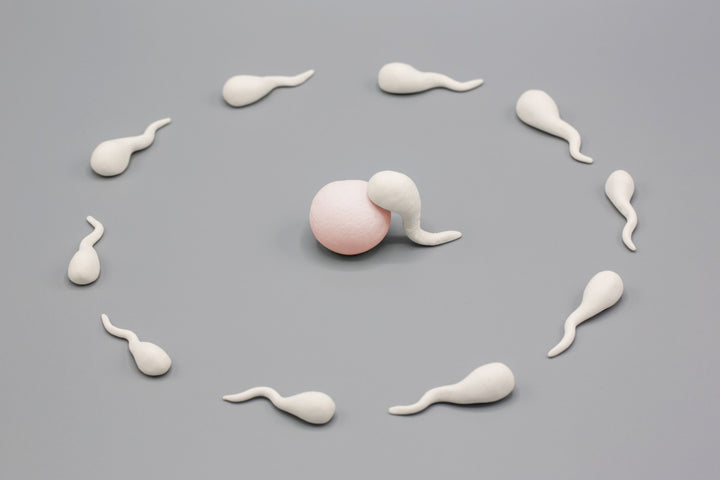 Sperm life cycle